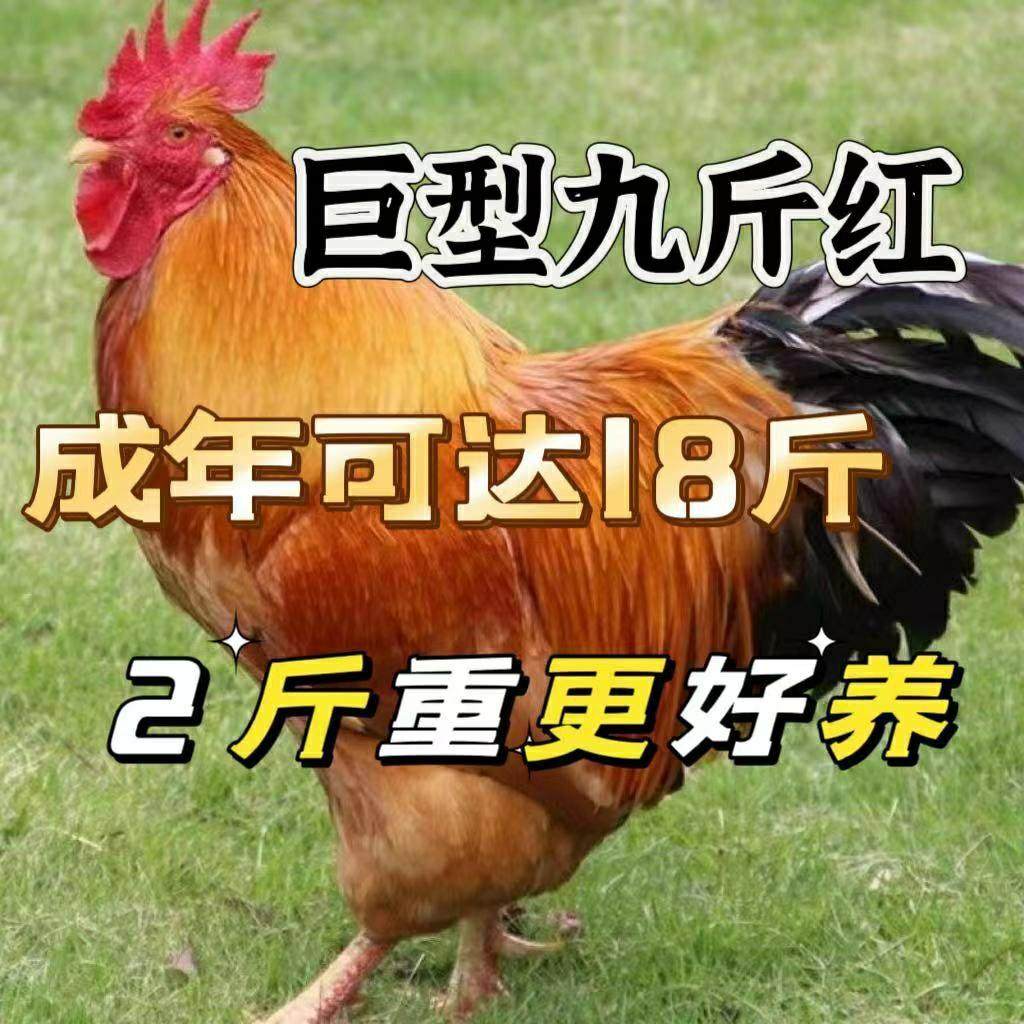 正宗散养2斤红活体幼苗大种红玉活鸡一斤九斤黄红瑶鸡脱温苗宠物,宠物/宠物食品及用品,宠物鸡,淘宝优惠券,粉丝福利购,淘宝优惠卷