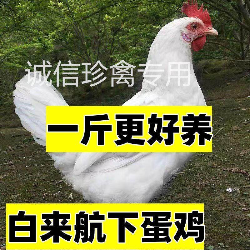 正宗白来航鸡活苗白羽鸡活苗纯白色鸡苗观赏鸡蛋鸡土鸡白羽毛宠物,宠物/宠物食品及用品,宠物鸡,淘宝优惠券,粉丝福利购,淘宝优惠卷