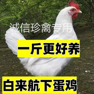 正宗白来航鸡活苗白羽鸡活苗纯白色鸡苗观赏鸡蛋鸡土鸡白羽毛宠物