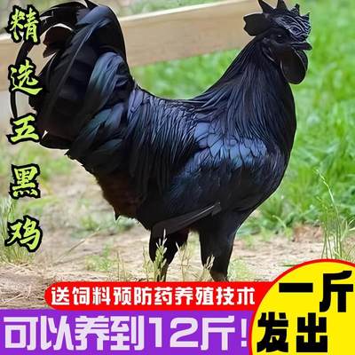 现货一斤原种五黑鸡苗农家散养黑乌骨鸡活苗脱温活体小鸡崽子活的