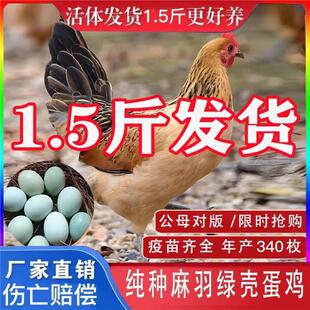 1.5斤纯种麻羽绿壳蛋鸡苗产蛋王散养清远鸡青年鸡苗蛋黄土鸡宠物