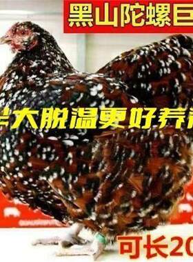 半斤小鸡陀螺五彩鸡苗鱼鳞鸡斑纹观赏鸡黑山陀螺鸡巨型鸡宠物