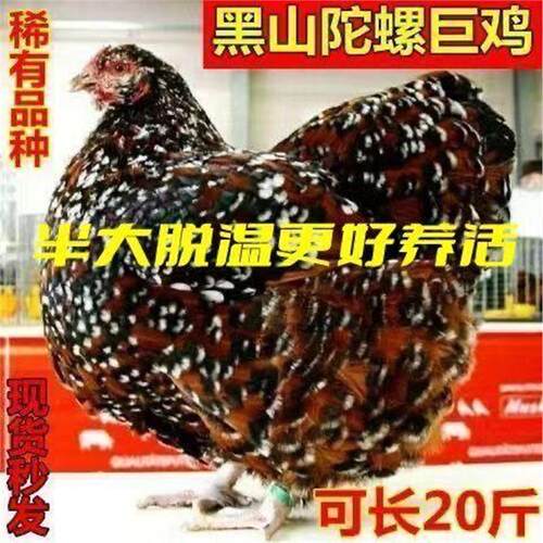 半斤小鸡陀螺五彩鸡苗鱼鳞鸡斑纹观赏鸡黑山陀螺鸡巨型鸡宠物