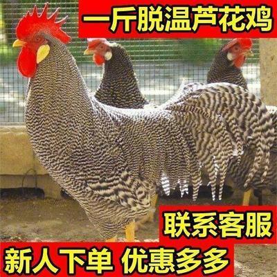 现货正宗纯种一斤左右芦花鸡鱼鳞鸡怀特鸡观赏鸡包邮包活养殖