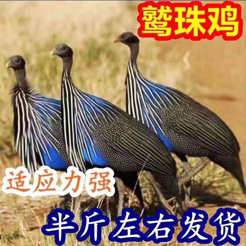 半斤左右鹫珠鸡活苗观赏鸡产蛋鸡小鸡幼苗珍珠鸡脱温鸡苗散养宠物