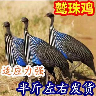半斤左右鹫珠鸡活苗观赏鸡产蛋鸡小鸡幼苗珍珠鸡脱温鸡苗散养宠物