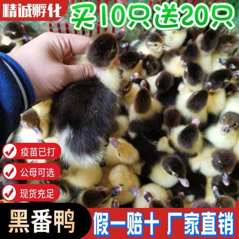 鸭子大种黑番鸭产蛋鸭大种青头鸭大种麻鸭产蛋金锭鸭水鸭土鸭宠物,宠物/宠物食品及用品,宠物鸡,淘宝优惠券,粉丝福利购,淘宝优惠卷