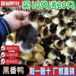 鸭子大种黑番鸭产蛋鸭大种青头鸭大种麻鸭产蛋金锭鸭水鸭土鸭宠物
