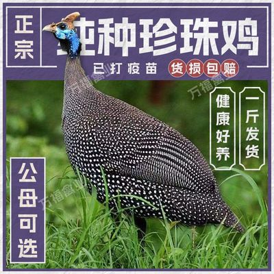正宗半斤重一斤重珍珠鸡苗小鸡活体真珠鸡苗肉鸡蛋鸡土鸡会飞宠物