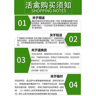 小鸡半斤活苗大种麻羽鸡活苗脱温青脚绿壳蛋鸡家养产蛋土鸡苗宠物