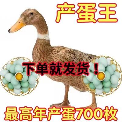 【全部包活】纯种麻鸭高产绿壳蛋花边鸭苗正宗散养鸭苗麻鸭金宠物