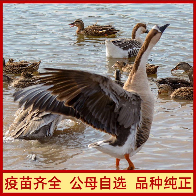（苗灰雁纯正厂家直销8活体只装大雁品种鹅活苗）包活壳包出宠物
