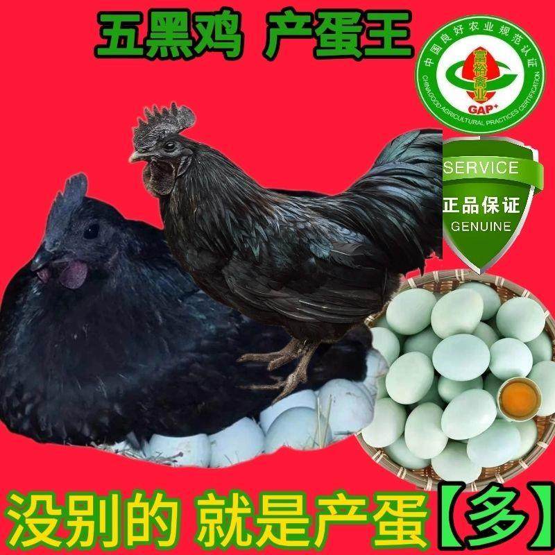 正宗五黑鸡乌骨鸡高产绿壳蛋鸡活体五黑一绿黑小鸡乌鸡散养大宠物,宠物/宠物食品及用品,宠物鸡,淘宝优惠券,粉丝福利购,淘宝优惠卷