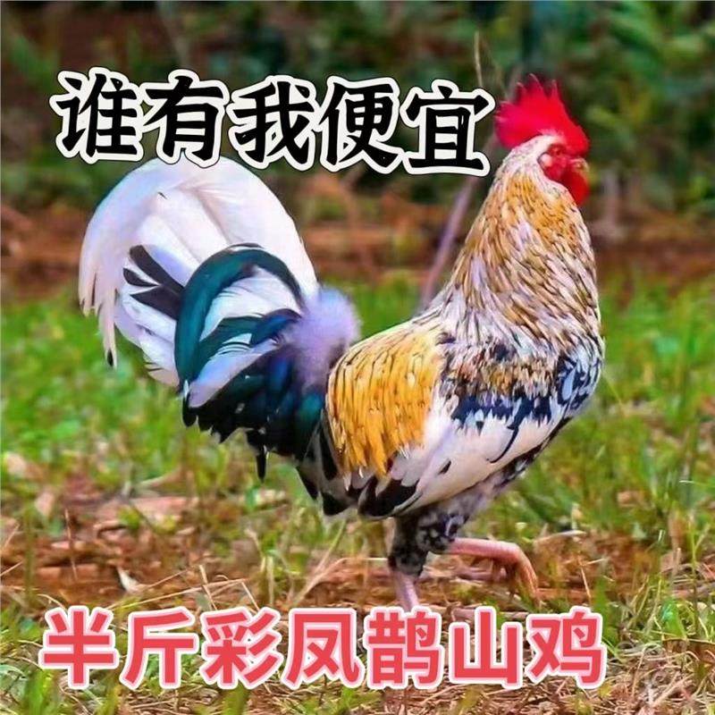【现货秒发】半斤左右彩凤鹊山鸡七彩神仙散养鸡苗正宗绿壳蛋宠物,宠物/宠物食品及用品,宠物鸡,淘宝优惠券,粉丝福利购,淘宝优惠卷