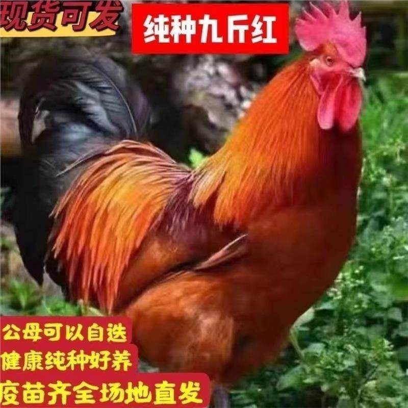 半斤九斤红鸡苗散养大红公鸡活体秒正宗红玉小鸡人工精选幼苗宠物,宠物/宠物食品及用品,宠物鸡,淘宝优惠券,粉丝福利购,淘宝优惠卷