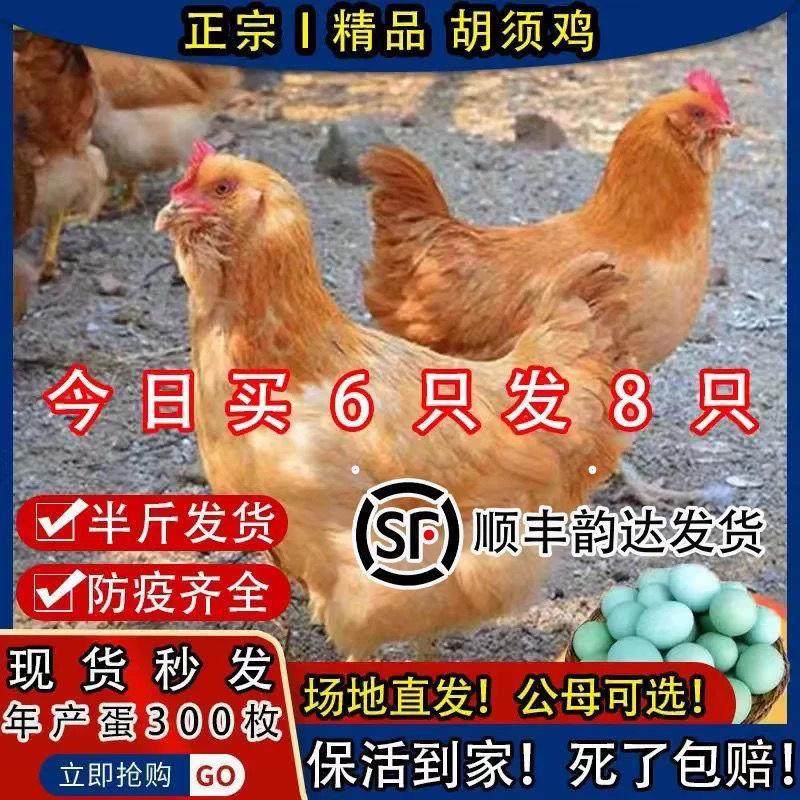 半斤胡须鸡活体宠物鸡五黑鸡鸟活体鸡鹦鹉学舌鸟观赏鸡宠物,宠物/宠物食品及用品,宠物鸡,淘宝优惠券,粉丝福利购,淘宝优惠卷