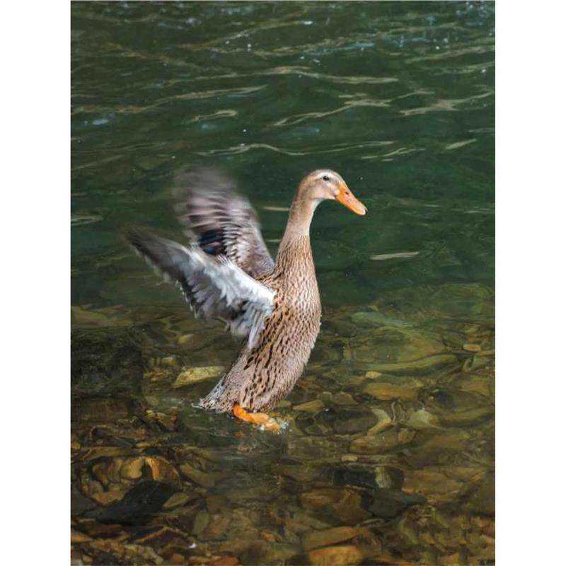 大种麻鸭1斤脱温苗绿壳蛋鸭苗活苗半大小鸭子水鸭活体高产蛋宠物,宠物/宠物食品及用品,宠物鸡,淘宝优惠券,粉丝福利购,淘宝优惠卷