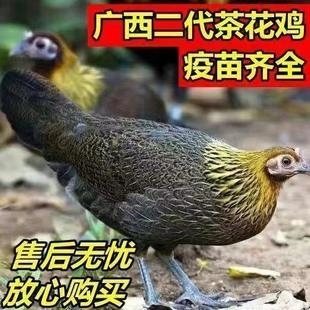 半大茶花鸡苗幼崽活鸡活苗肉鸡幼苗小鸡土鸡脱温鸡七彩山鸡家宠物
