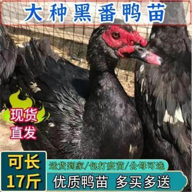 黑番鸭纯种红脸西洋鸭旱鸭子火鸭鸳鸯鸭非洲雁鸭便宜旱养活苗宠物,宠物/宠物食品及用品,宠物鸡,淘宝优惠券,粉丝福利购,淘宝优惠卷