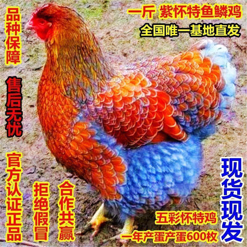 现发一斤左右鱼鳞鸡小鸡活鸡家养鱼鳞鸡下蛋鸡绿壳蛋幼苗包活 农用物资 动物种苗 原图主图