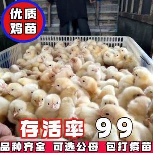 现货苗正宗土鸡苗三黄鸡五黑鸡麻鸡草鸡笨鸡下蛋鸡活苗宠物