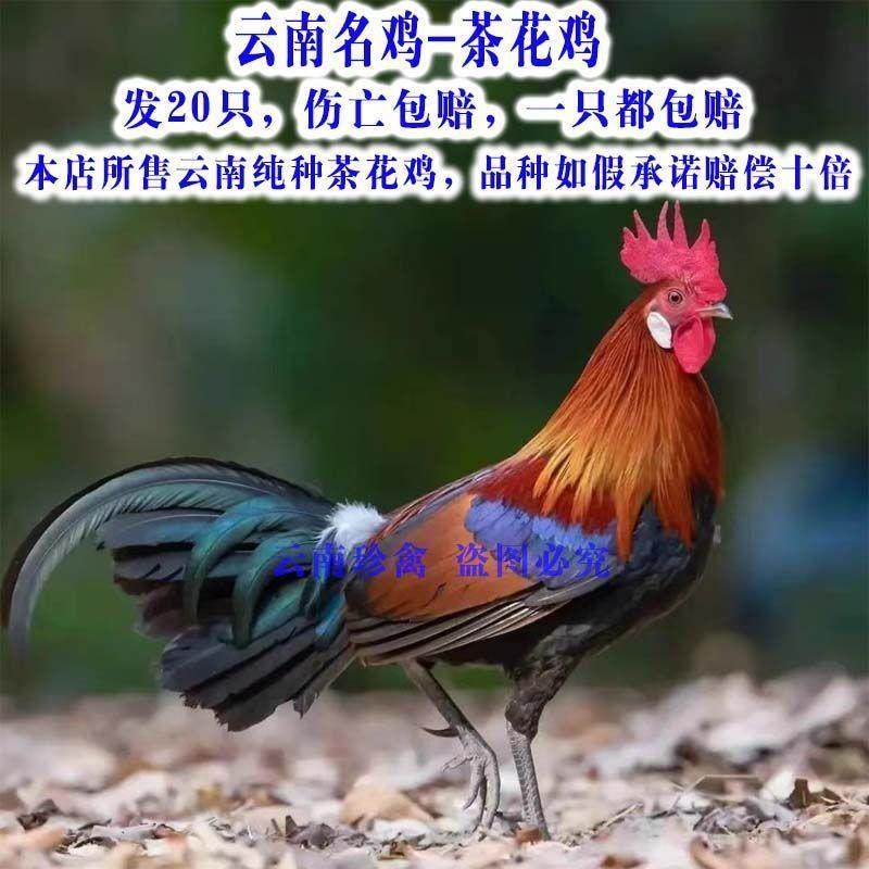 云南茶花鸡出壳苗幼苗青脚土鸡原始鸡宠物,宠物/宠物食品及用品,宠物鸡,淘宝优惠券,粉丝福利购,淘宝优惠卷