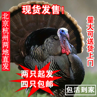 江南巨型火鸡活苗火鸡苗幼苗小苗火鸡崽仔尼古拉青铜大型火鸡宠物