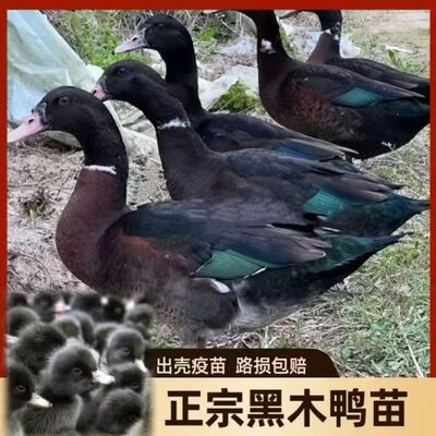 包活到家正宗黑木鸭苗泥鸭幼苗旱鸭小黑鸭水鸭子活体幼苗宠物