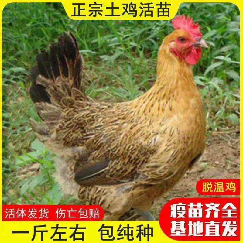 一斤正宗土鸡活苗高产蛋鸡苗半大小鸡脱温苗农家散养笨鸡草鸡宠物,宠物/宠物食品及用品,宠物鸡,淘宝优惠券,粉丝福利购,淘宝优惠卷