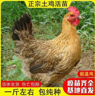 一斤正宗土鸡活苗高产蛋鸡苗半大小鸡脱温苗农家散养笨鸡草鸡宠物