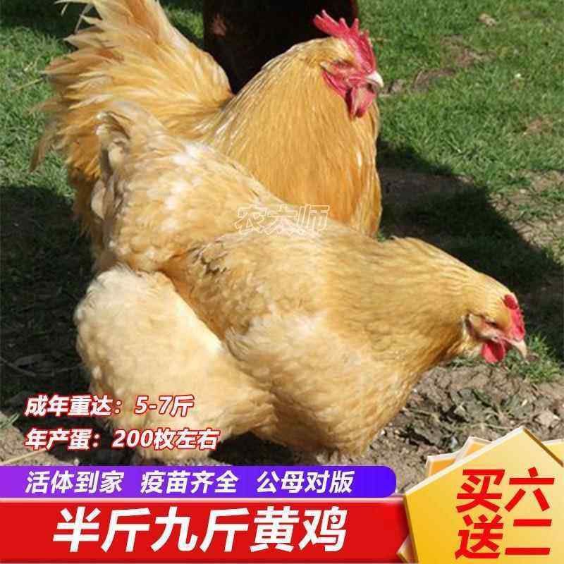 半斤九斤黄鸡苗超级大号三黄鸡土鸡活体散养青年小鸡双黄蛋鸡宠物,宠物/宠物食品及用品,宠物鸡,淘宝优惠券,粉丝福利购,淘宝优惠卷