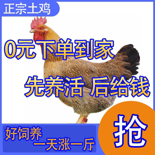 【好饲养】半斤正宗土鸡活苗农家清远鸡麻鸡幼崽产蛋鸡活体土宠物
