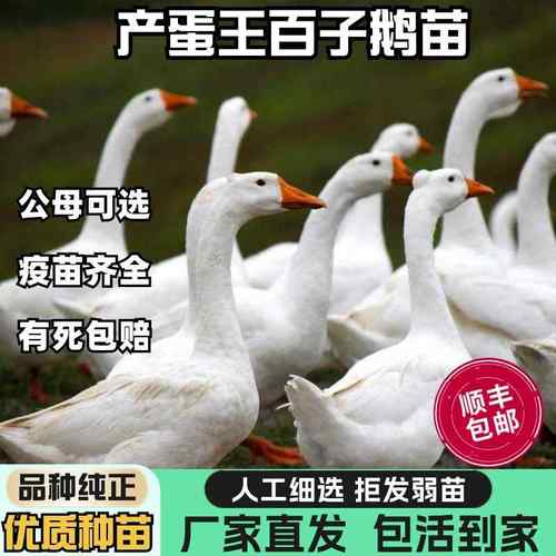 鹅活苗百子鹅活苗高产蛋王大种白鹅苗小鹅仔肉鹅草鹅活体宠物宠物
