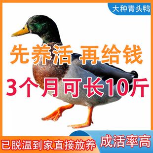 【现货】纯种绿鸭苗半斤大鸭活的正宗青头鸭蛋鸭散养麻鸭宠物