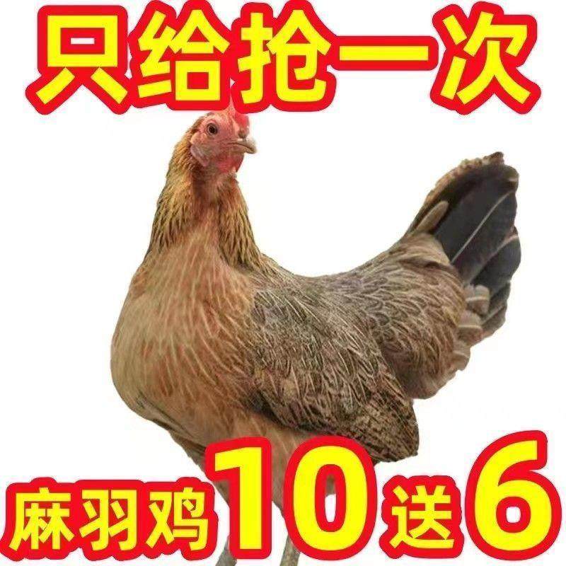 半斤正宗麻羽绿壳蛋鸡苗农家散养鸡草鸡下蛋母鸡土鸡高产蛋鸡宠物,宠物/宠物食品及用品,宠物鸡,淘宝优惠券,粉丝福利购,淘宝优惠卷