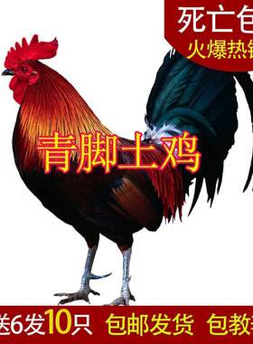 【观赏鸡】青脚土鸡苗散养大红活的七彩便宜贵妃瑶山鸡小脚鸡宠物