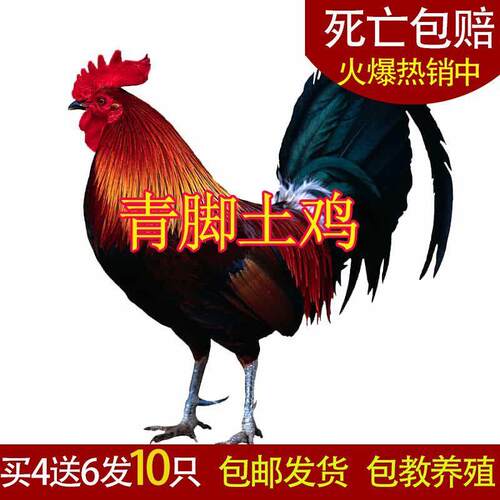 【观赏鸡】青脚土鸡苗散养大红活的七彩便宜贵妃瑶山鸡小脚鸡宠物
