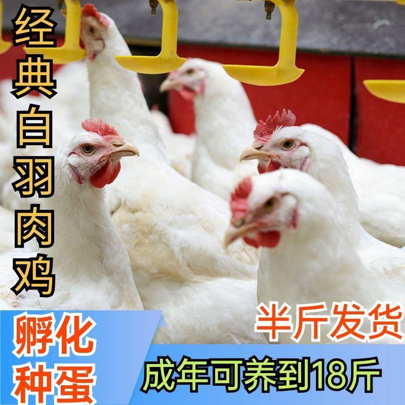 半斤白羽肉鸡活苗小鸡脱温活苗双a肉鸡苗巨型纯大种肉鸡大型鸡苗