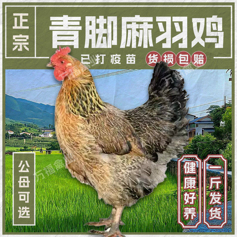 正宗散养纯种半斤一斤重青脚麻羽鸡活体快大下蛋土鸡仔小鸡苗宠物,宠物/宠物食品及用品,宠物鸡,淘宝优惠券,粉丝福利购,淘宝优惠卷
