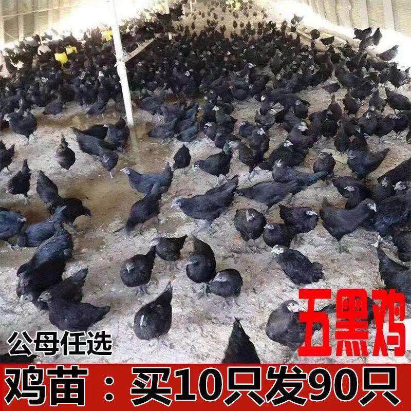 鸡苗活小鸡土鸡五黑鸡青脚黑脚麻鸡芦花鸡九斤红母鸡公鸡幼苗宠物,宠物/宠物食品及用品,宠物鸡,淘宝优惠券,粉丝福利购,淘宝优惠卷