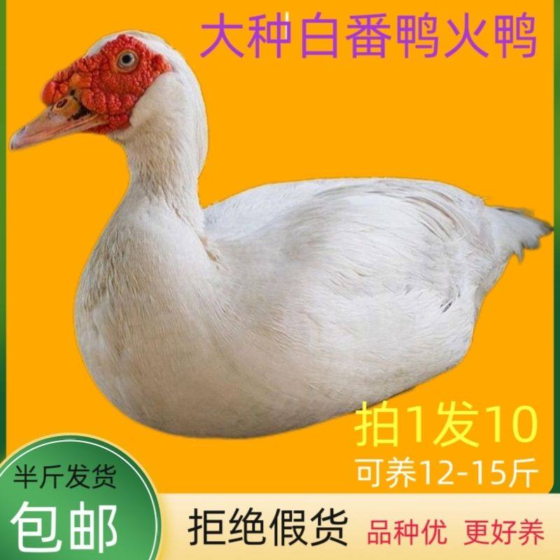 【正宗】半斤大种白番鸭西洋鸭大种番鸭旱鸭活体鸭子散养鸭苗宠物,宠物/宠物食品及用品,宠物鸡,淘宝优惠券,粉丝福利购,淘宝优惠卷