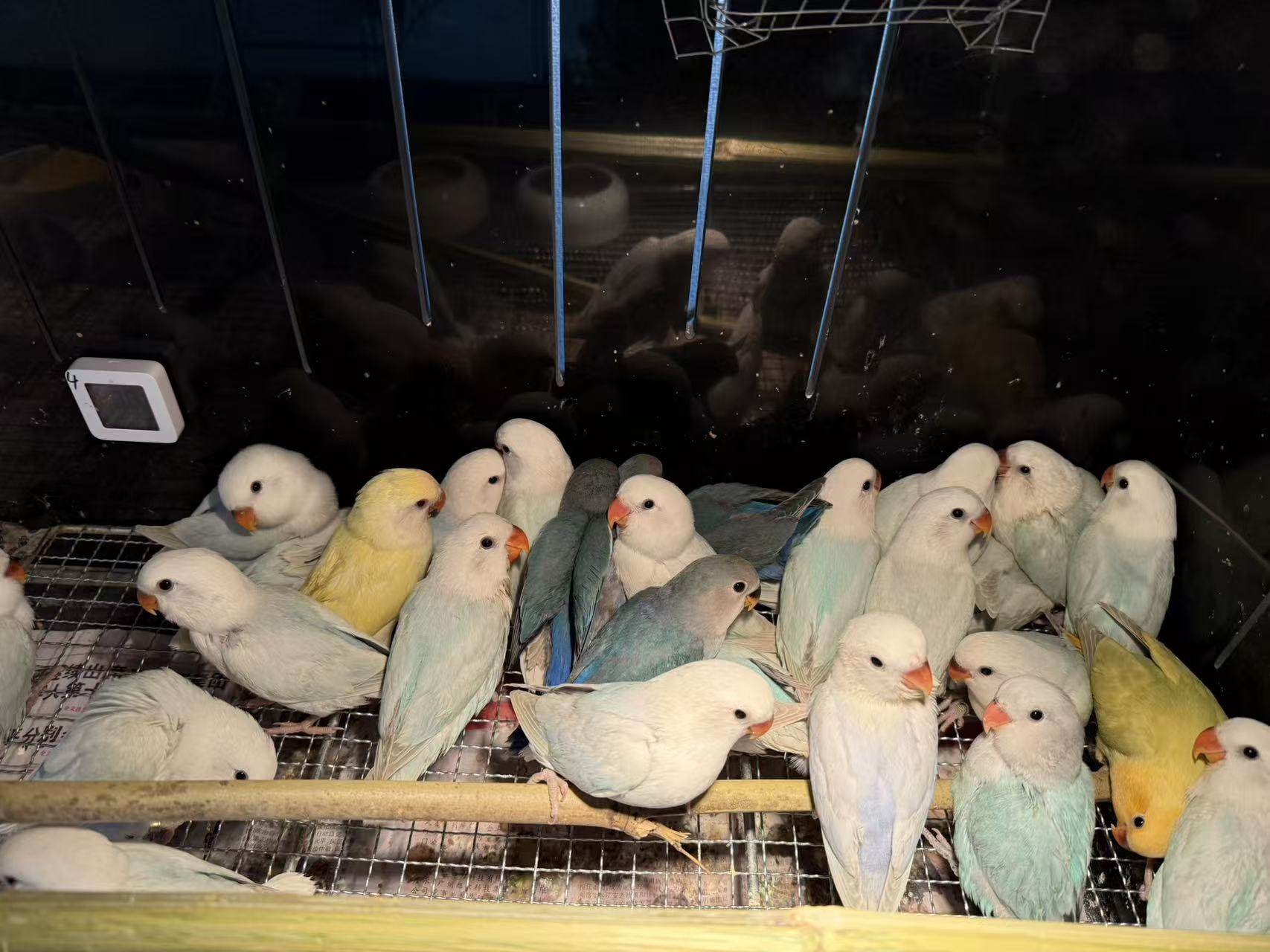 牡丹鹦鹉 松石伊莎 金头 蓝银 紫衣莎 兰伊莎 一物一拍,宠物/宠物食品及用品,鸟,淘宝优惠券,粉丝福利购,淘宝优惠卷