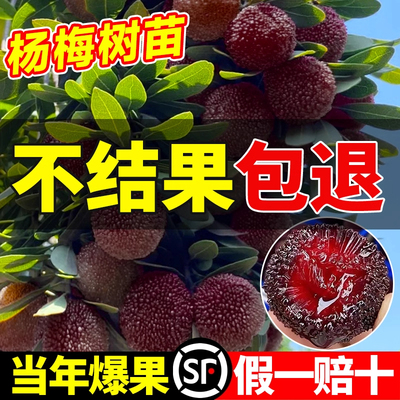 杨梅苗树苗正宗嫁接东魁盆栽地栽