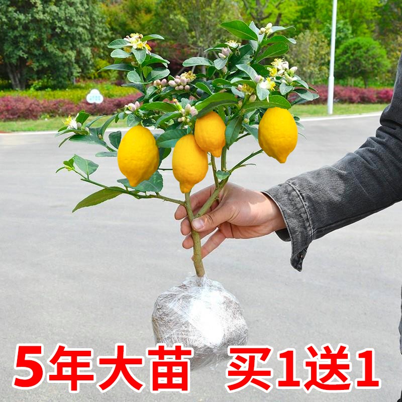 香水柠檬树苗盆栽带果室内室外