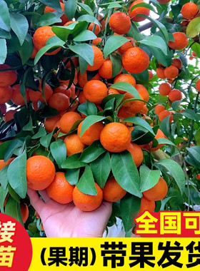 沙糖桔树苗地栽盆栽嫁接砂糖橘