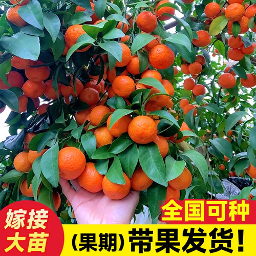 沙糖桔树苗地栽盆栽嫁接砂糖橘