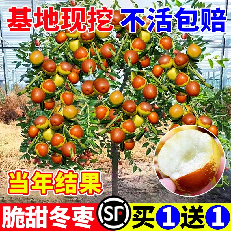 枣树活苗果树南方北方种植金丝沾化特大枣超甜嫁接冬枣苗树