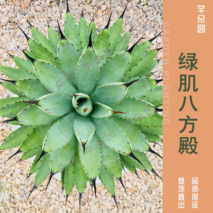 芊朵园 龙舌兰科【 绿肌八荒殿 】 造景点缀 防辐射 盆栽