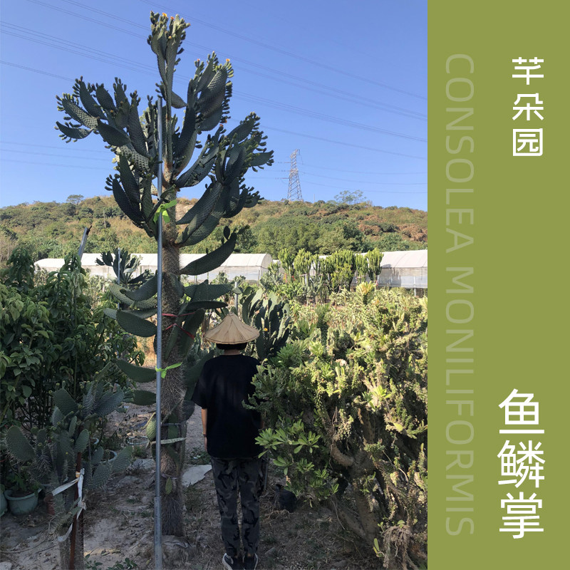 鱼鳞掌芊朵园梨果胭脂会开花结果