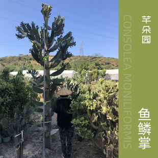 仙人掌鱼鳞掌大型沙漠多肉植物梨果 胭脂掌 会开花结果的仙人掌